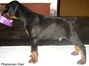 Olek 42 dias