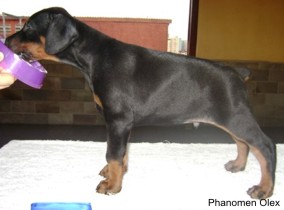 Olex 42 dias