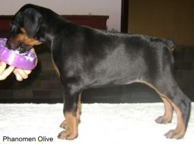 Olive 42 dias