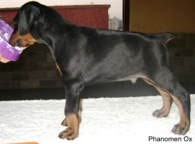 Ox 42 dias